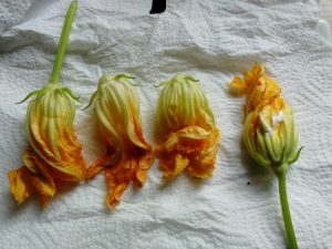 gefüllte Blüte 300x225 - Fiori di Zucca - gefüllte Zucchiniblüten